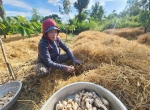 Trồng nấm rơm, 1ha doanh thu hơn 50 triệu đồng/tháng