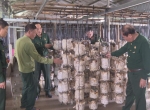 Hiệu quả từ mô hình trồng nấm rơm của Cựu chiến binh Phan Huy Tuận