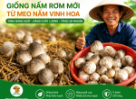 Giống nấm rơm mới từ Meo Nấm Vinh Hoa – Giải pháp giúp bà con nâng cao năng suất và chất lượng nấm rơm