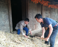 Cắt rơm