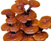 CUNG CẤP MEO NẤM LINH CHI