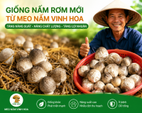 Giống nấm rơm mới từ Meo Nấm Vinh Hoa – Giải pháp giúp bà con nâng cao năng suất và chất lượng nấm rơm