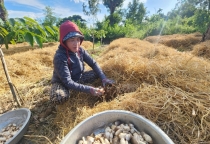 Trồng nấm rơm, 1ha doanh thu hơn 50 triệu đồng/tháng