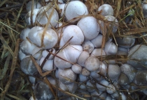 straw mushroom spawn