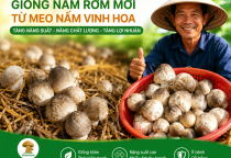 Giống nấm rơm mới từ Meo Nấm Vinh Hoa – Giải pháp giúp bà con nâng cao năng suất và chất lượng nấm rơm