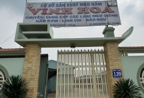 Meo nấm rơm Đồng Tháp - Meo nấm rơm Lai Vung