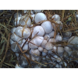 straw mushroom spawn