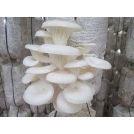 CUNG CẤP MEO NẤM SÒ
