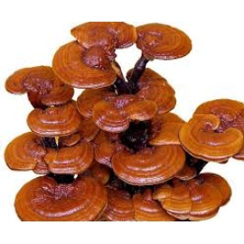CUNG CẤP MEO NẤM LINH CHI
