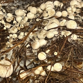 Hình ảnh thật từ trại nấm rơm sử dụng meo nấm rơm VINH HOA