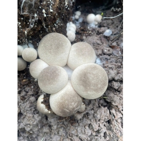 Hình ảnh thật từ trại nấm rơm sử dụng meo nấm rơm VINH HOA