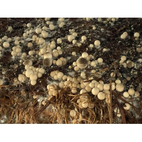 Hình ảnh thật từ trại nấm rơm sử dụng meo nấm rơm VINH HOA