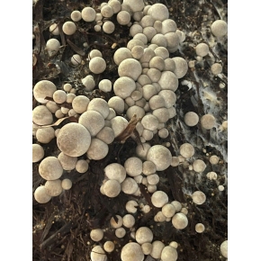 Hình ảnh thật từ trại nấm rơm sử dụng meo nấm rơm VINH HOA