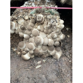 Hình ảnh thật từ trại nấm sử dụng meo nấm rơm VINH HOA