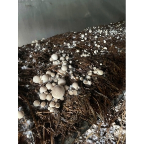 Hình ảnh thật từ trại nấm sử dụng meo nấm rơm VINH HOA