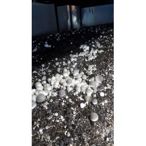 Hình ảnh thật từ trại nấm rơm sử dụng meo nấm rơm VINH HOA