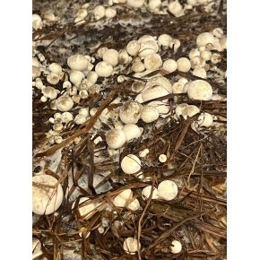 Hình ảnh thật từ trại nấm rơm sử dụng meo nấm rơm VINH HOA