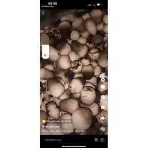 Hình ảnh thật từ trại nấm sử dụng meo nấm rơm VINH HOA