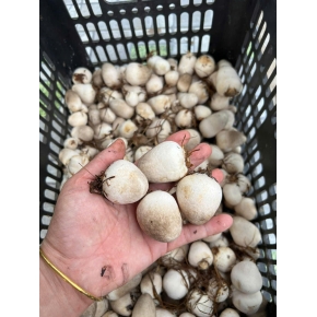 Hình ảnh thật từ trại nấm sử dụng meo nấm rơm VINH HOA