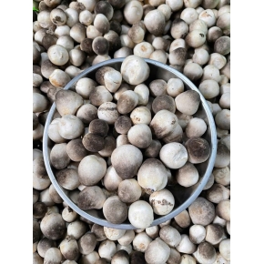 Hình ảnh thật từ trại nấm sử dụng meo nấm rơm VINH HOA