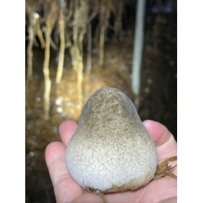 Hình ảnh thật từ trại nấm rơm sử dụng meo nấm rơm VINH HOA