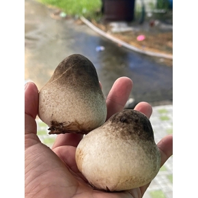 Hình ảnh thật từ trại nấm rơm sử dụng meo nấm rơm VINH HOA