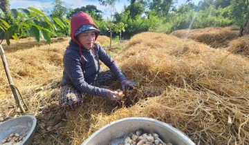 Trồng nấm rơm, 1ha doanh thu hơn 50 triệu đồng/tháng