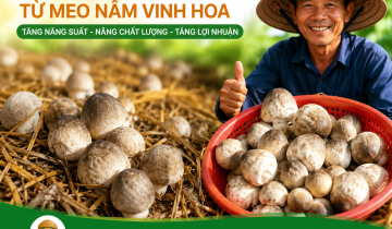 Giống nấm rơm mới từ Meo Nấm Vinh Hoa – Giải pháp giúp bà con nâng cao năng suất và chất lượng nấm rơm