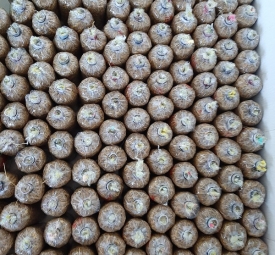 Meo Nấm Rơm  - Sản lượng cao