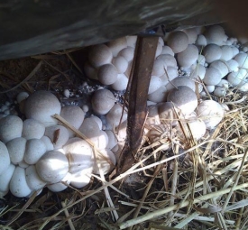 straw mushroom embryo