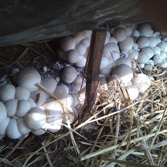 straw mushroom embryo