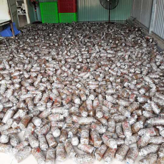 Meo nấm rơm Vinh Hoa 4