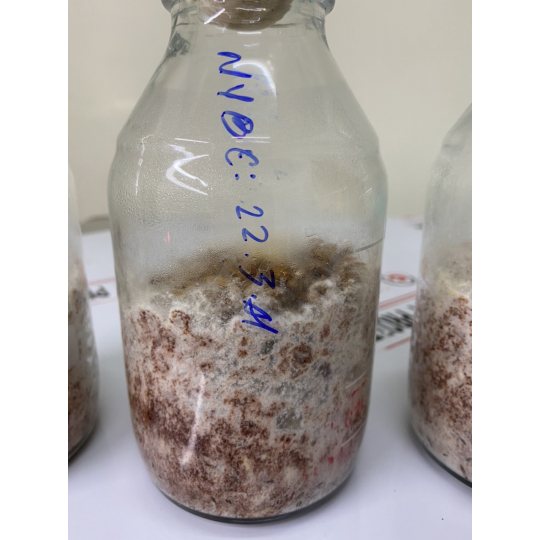 giống Meo Nấm Rơm - Năng suất cao