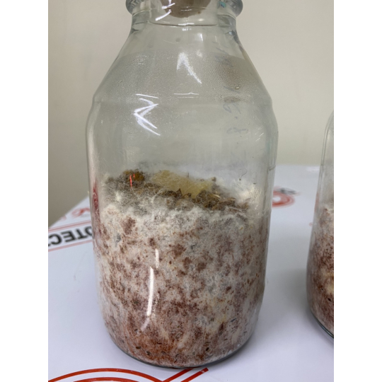 giống Meo Nấm Rơm - Năng suất cao