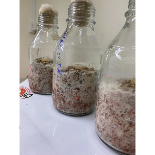 giống Meo Nấm Rơm - Năng suất cao