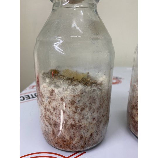 giống Meo Nấm Rơm - Năng suất cao