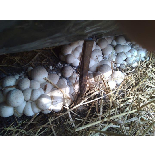 straw mushroom embryo