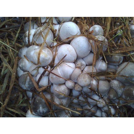 straw mushroom embryo