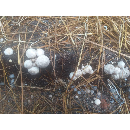 straw mushroom embryo