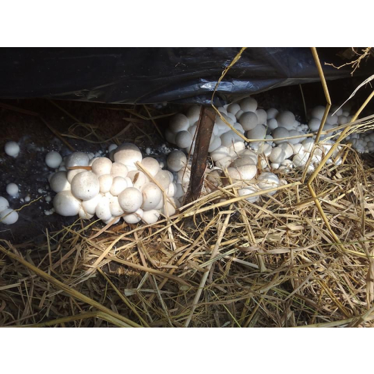 straw mushroom embryo