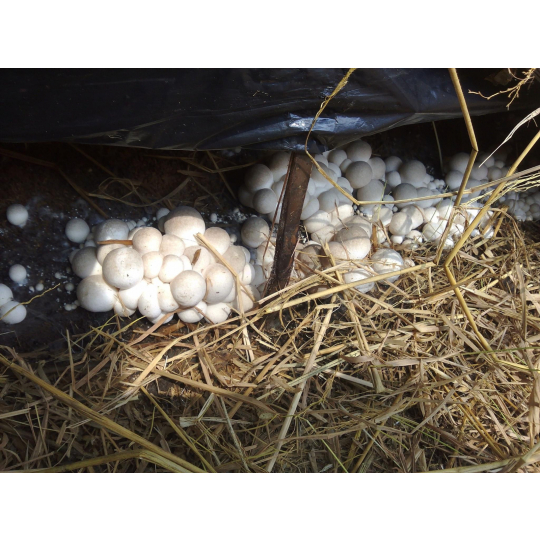 straw mushroom embryo