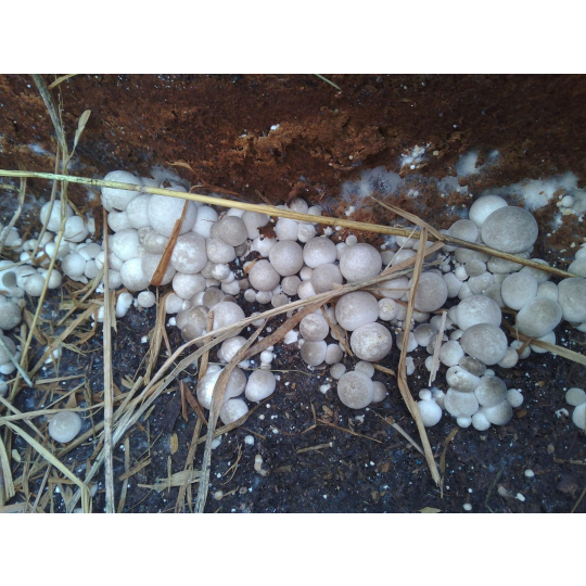 straw mushroom embryo