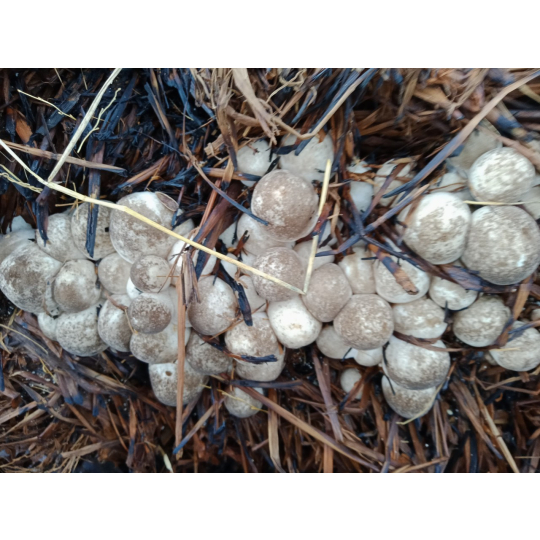straw mushroom embryo