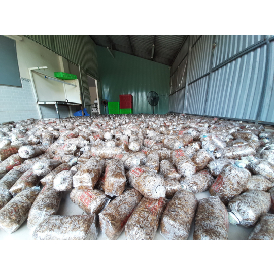 Meo nấm rơm Vinh Hoa 2