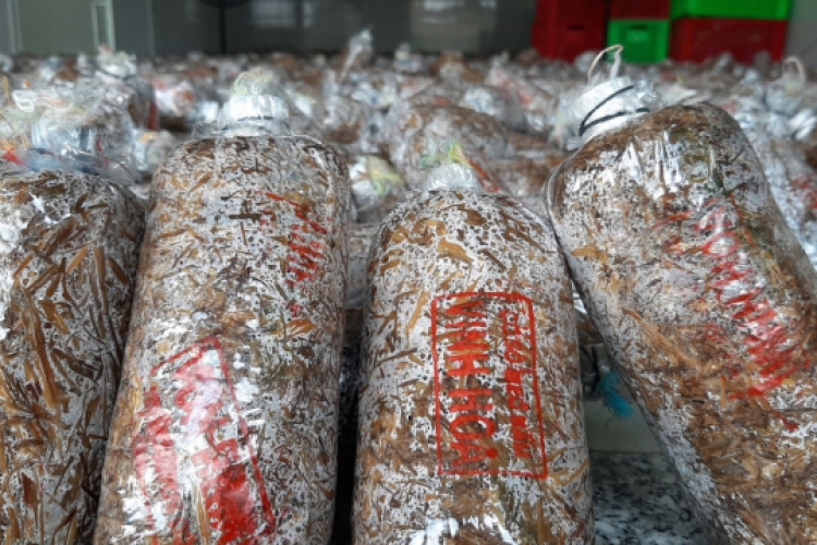 Meo nấm rơm Vinh Hoa 1