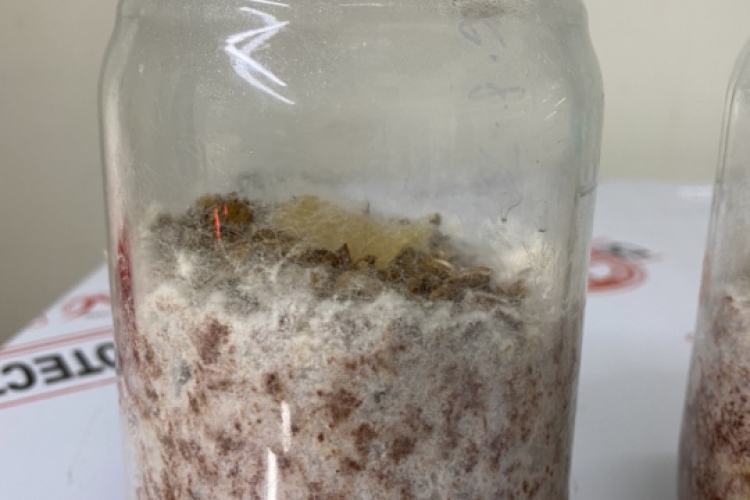 Giống meo nấm rơm mới nhất