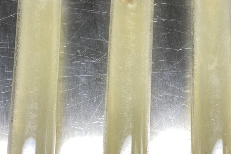 Giống meo nấm rơm mới nhất