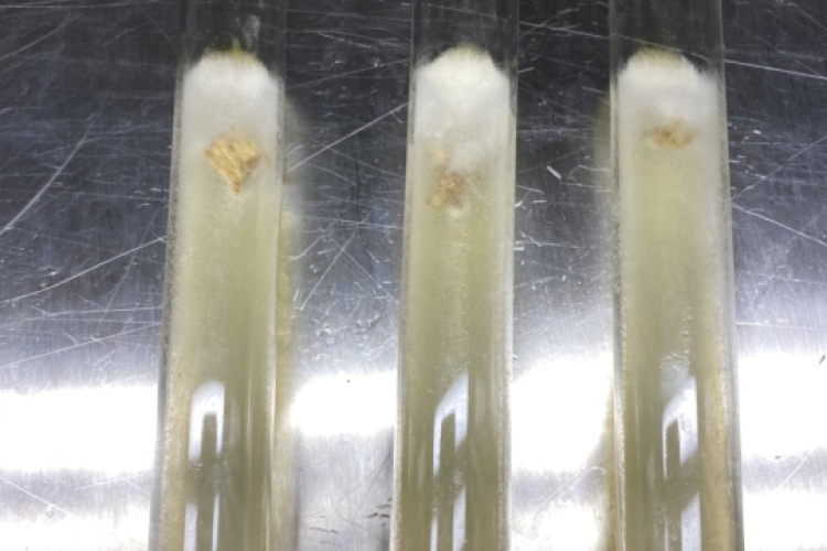 Giống meo nấm rơm mới nhất