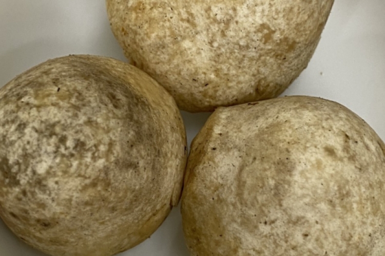 Meo Nấm Rơm - năng suất cao