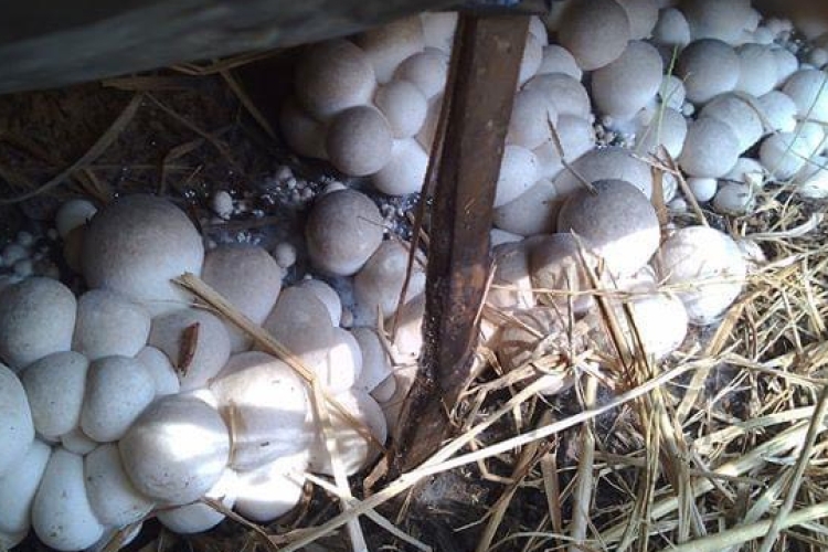straw mushroom embryo